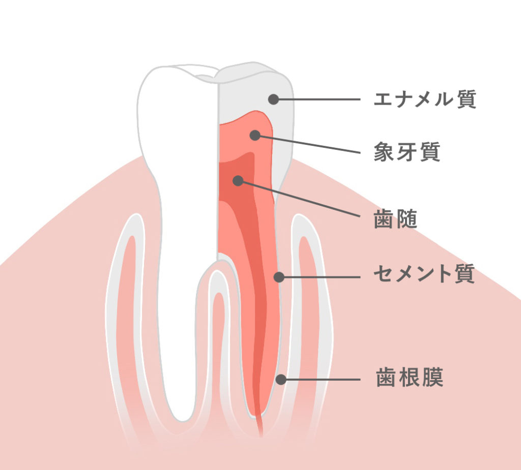 歯の構造イラスト